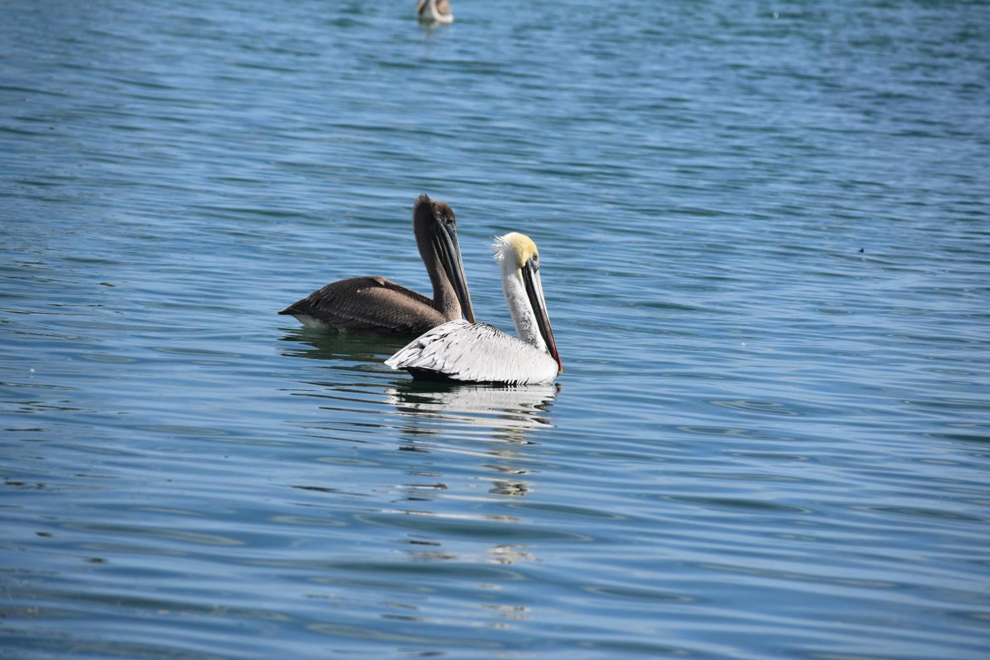 Pelican'S Roost, Waterfront Comfort At Venture Out Cudjoe Key Buitenkant foto
