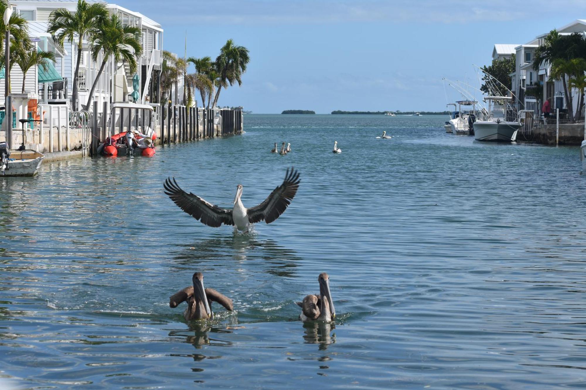Pelican'S Roost, Waterfront Comfort At Venture Out Cudjoe Key Buitenkant foto